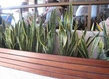 Kwikfynd Indoor Planting
queanbeyanwest