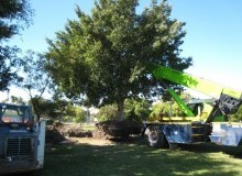 Kwikfynd Tree Management Services
queanbeyanwest