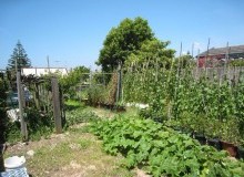 Kwikfynd Vegetable Gardens
queanbeyanwest